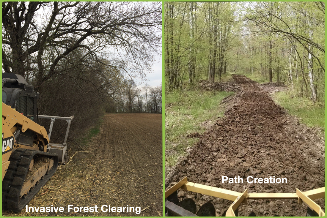Forest Path Creation and Mulching