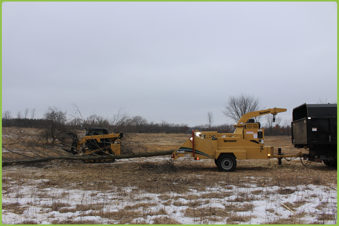 Invasive Tree Forest Management